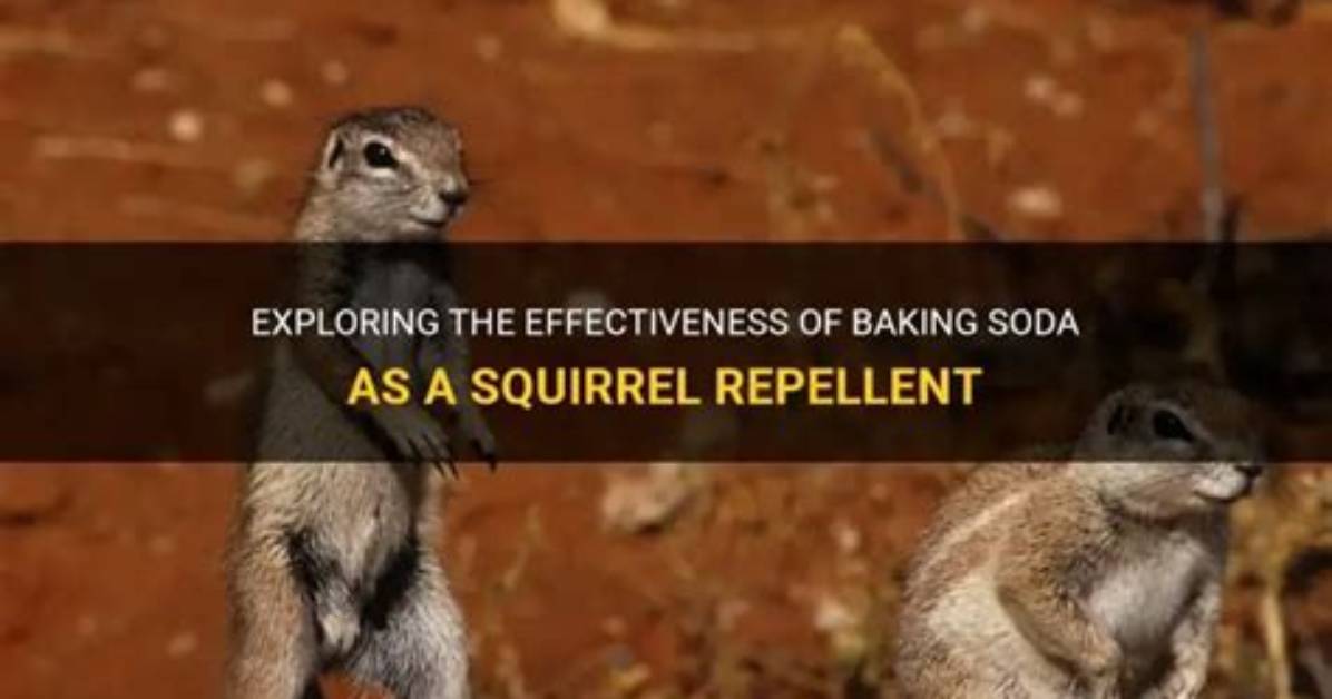 Will Baking Soda Kill a Squirrel
