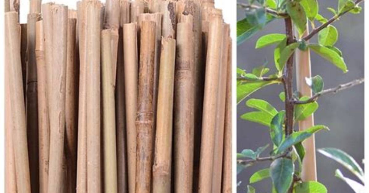 Will Bamboo Canes Root?