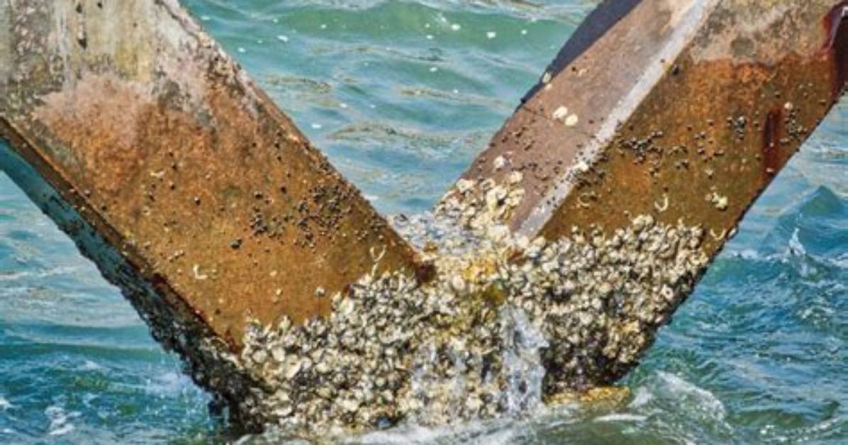 Will Barnacles Slow a Boat Down?