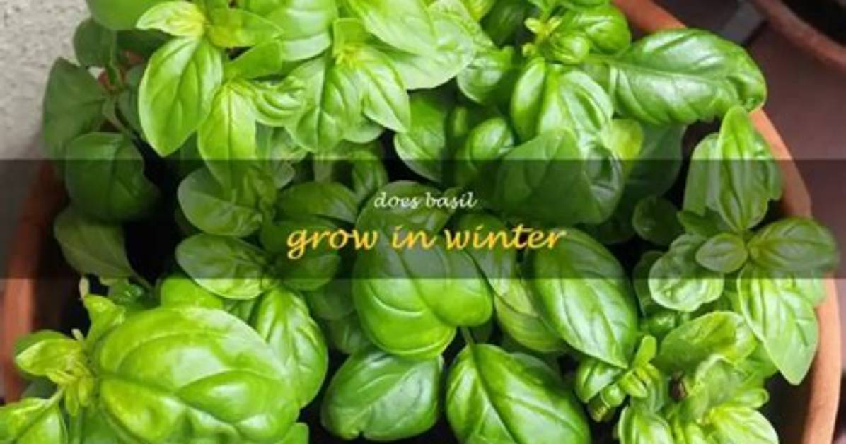 Will Basil Grow Back After Winter?