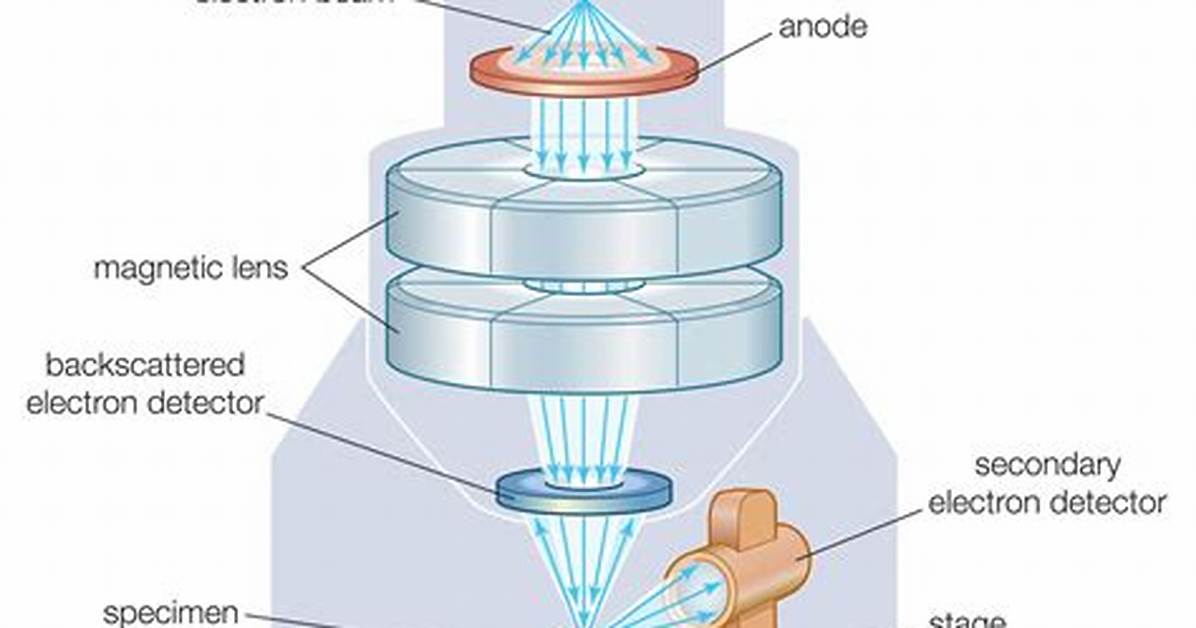 Will Be Electron Microscope?