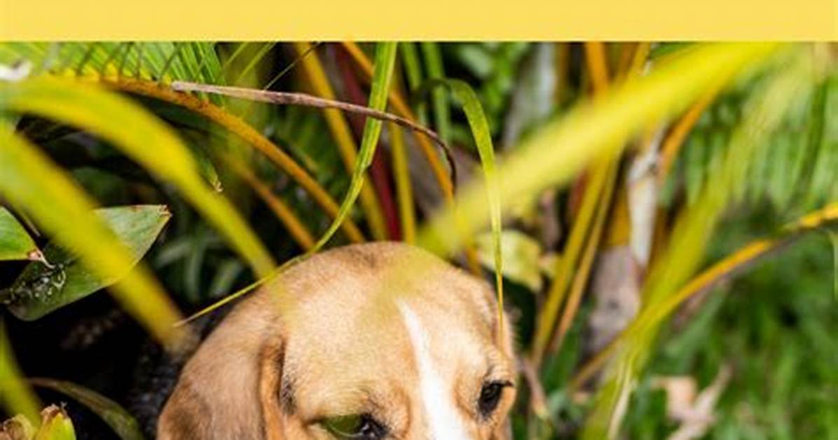Will Beagles Return Home?