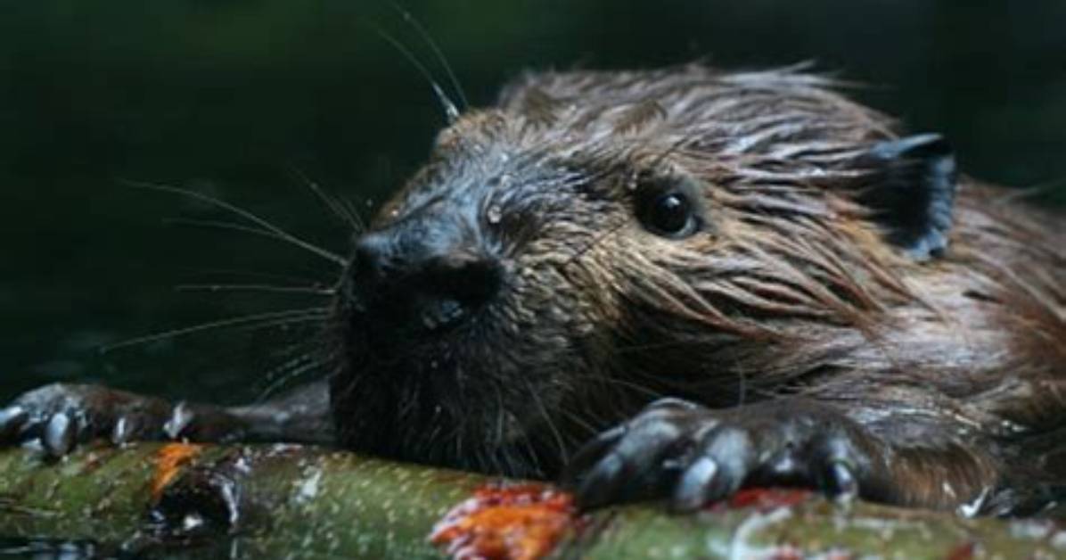 Will Beavers Attack You?