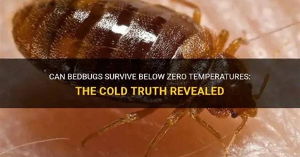 Will Bedbugs Die in Cold?