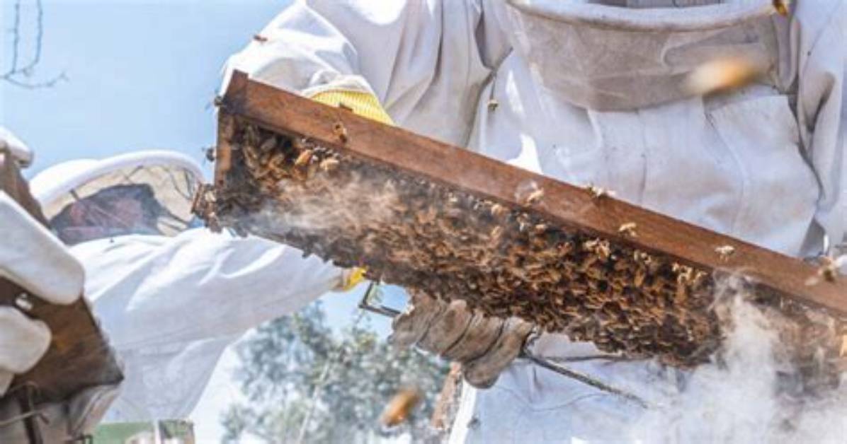 Will Beekeepers Remove Bees for Free?