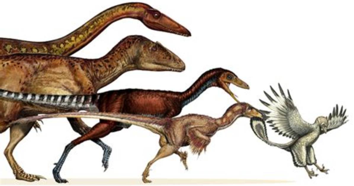 Will Birds Evolve into Dinosaurs