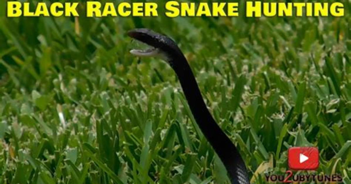 Will Black Snakes Chase You?