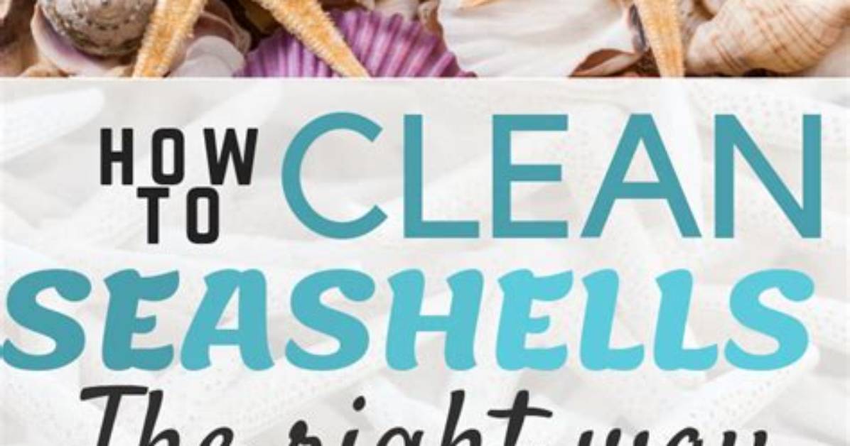 Will Bleach Clean Seashells?