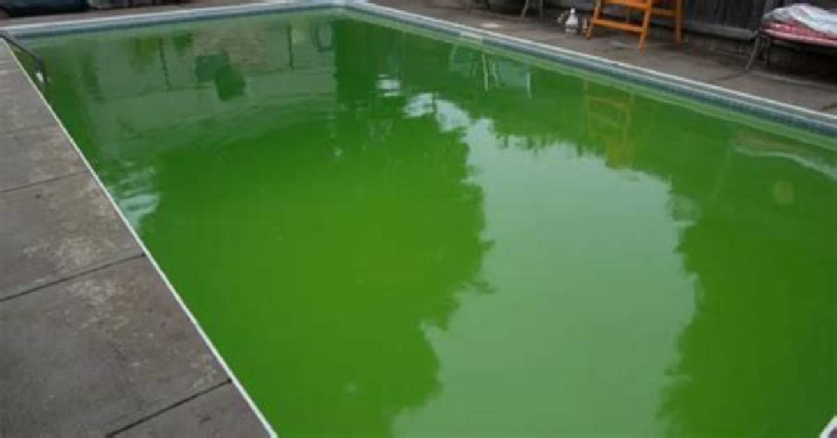 Will Bleach Kill Algae?
