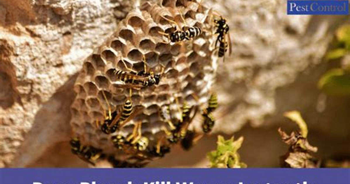 Will Bleach Kill Digger Wasps?