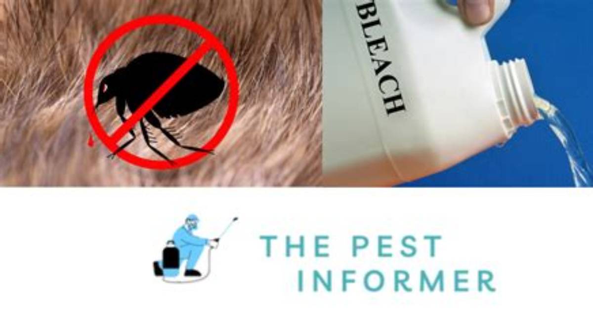Will Bleach Kill Fleas? Vet Reviewed Facts & Faq | Pangovet
