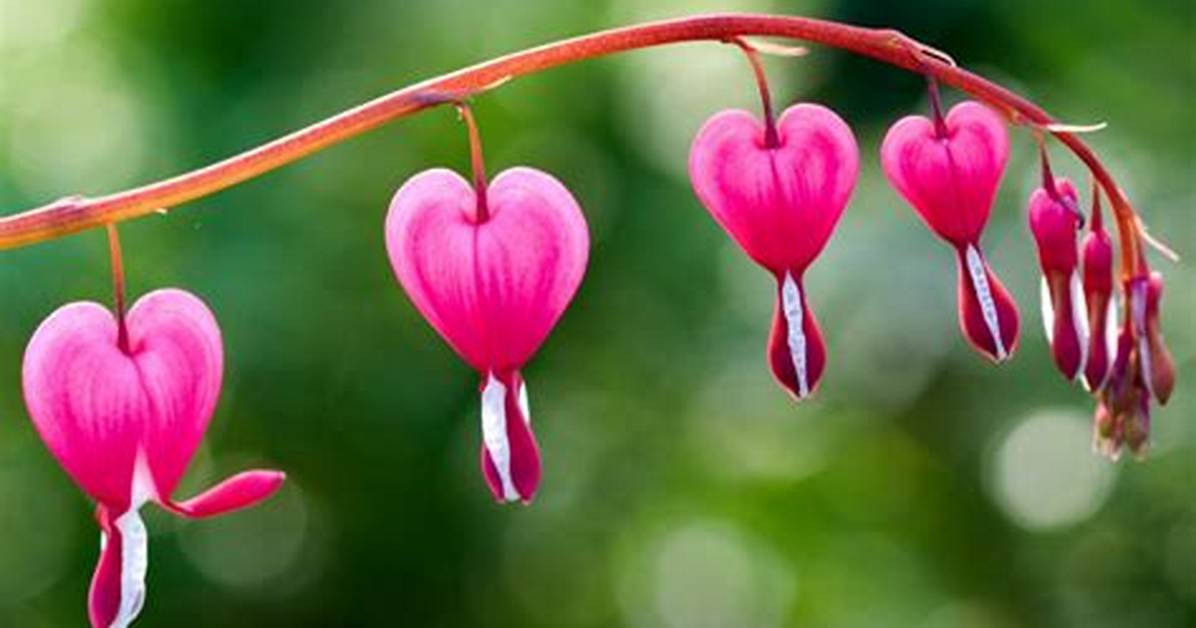 Will Bleeding Heart Freeze?