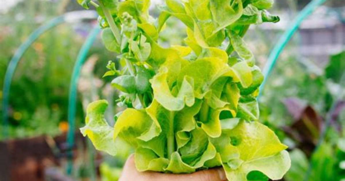 Will Bolted Lettuce Regrow?