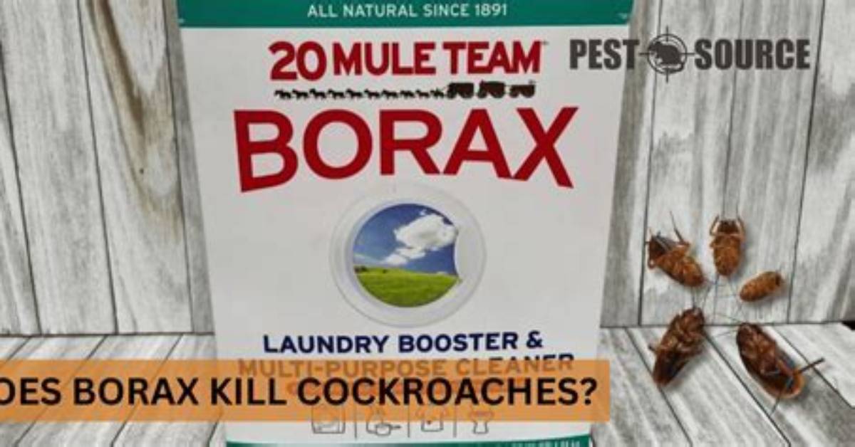 Will Borax Kill Crickets