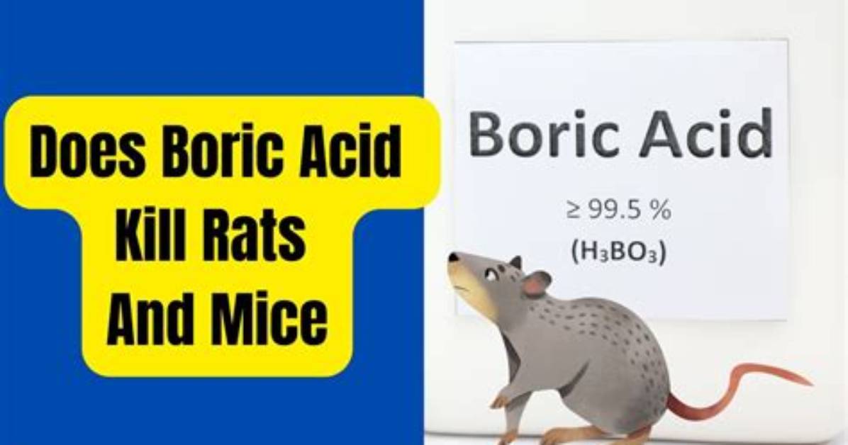 Will Boric Acid Kill Rats