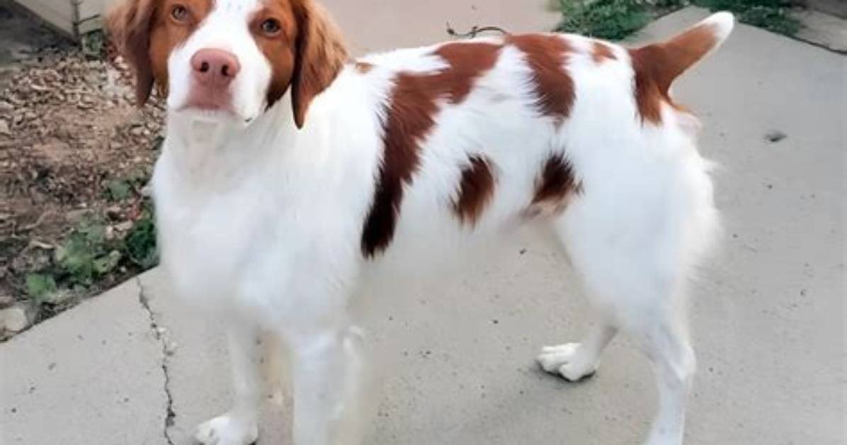Will Brittany Spaniels Retrieve Ducks?