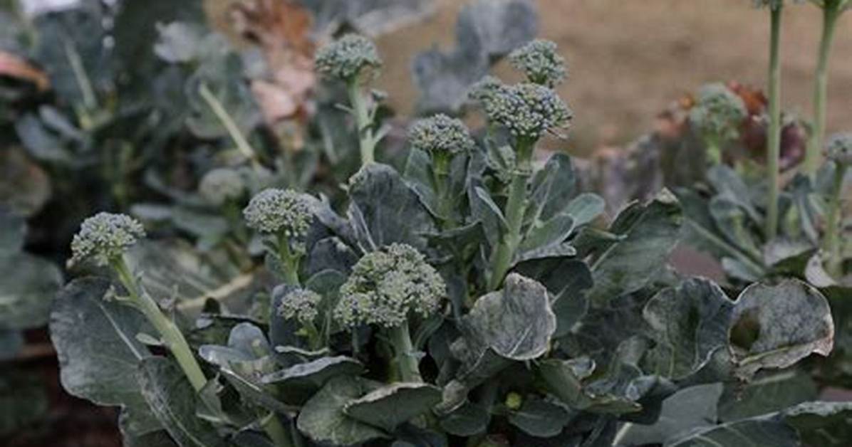 Will Broccoli Grow Back
