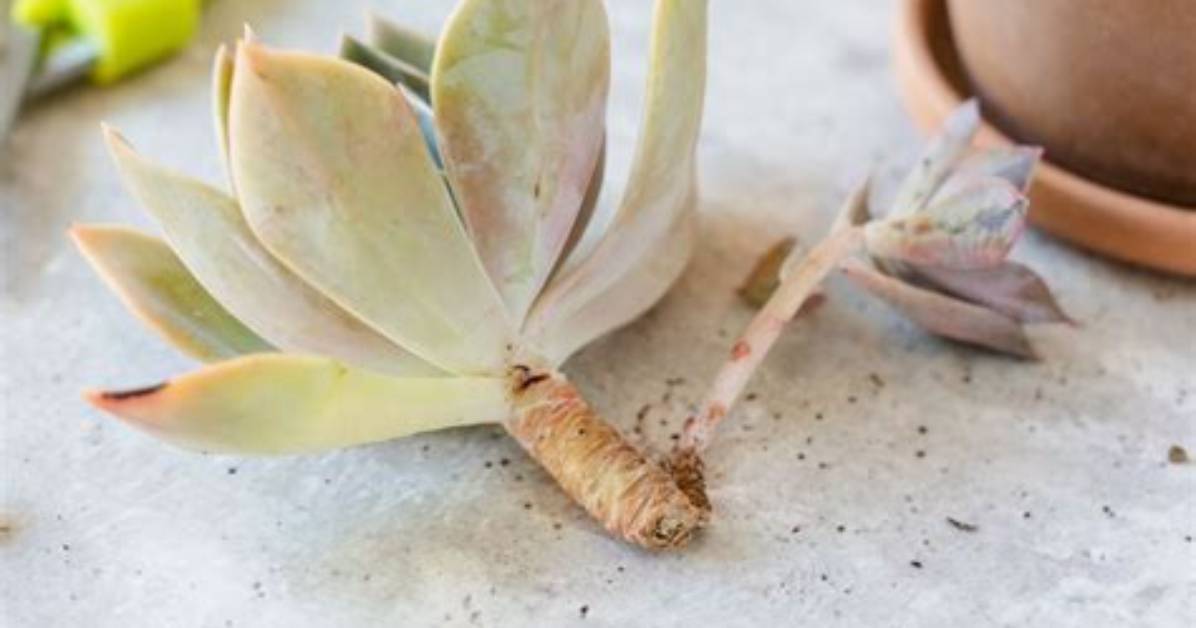 Will Broken Succulent Leaves Grow Back?
