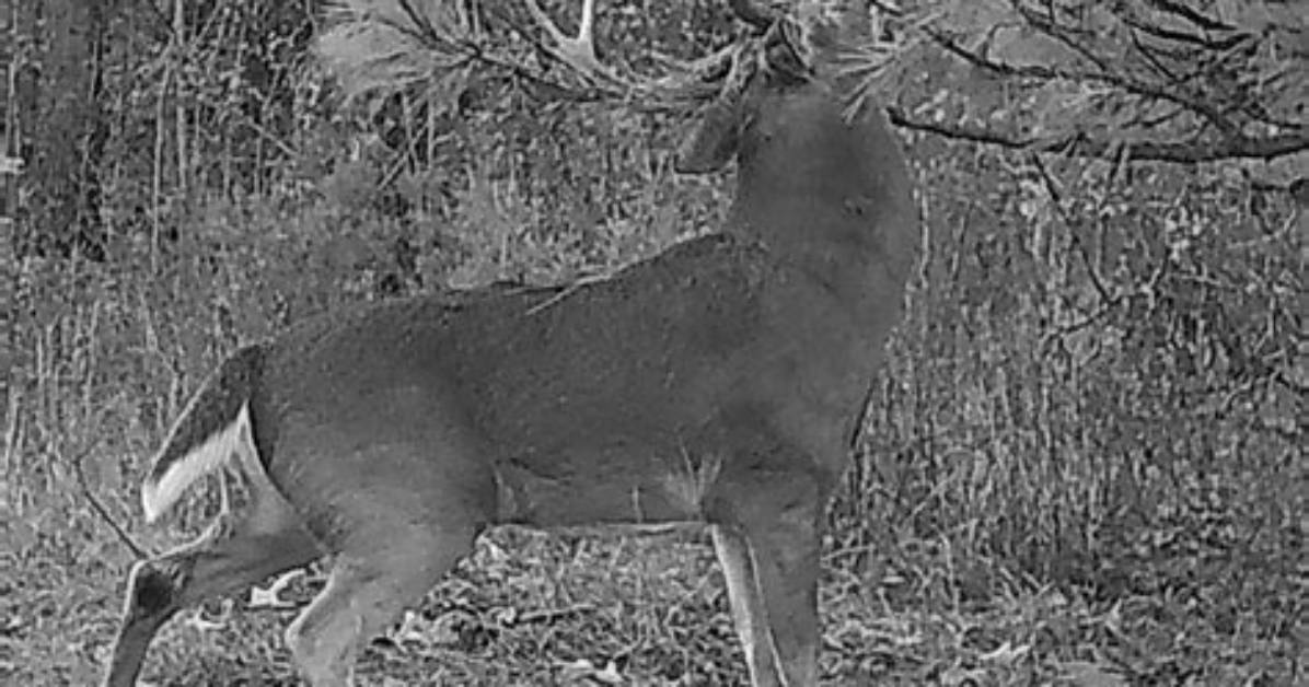 Will Bucks Visit Scrapes?