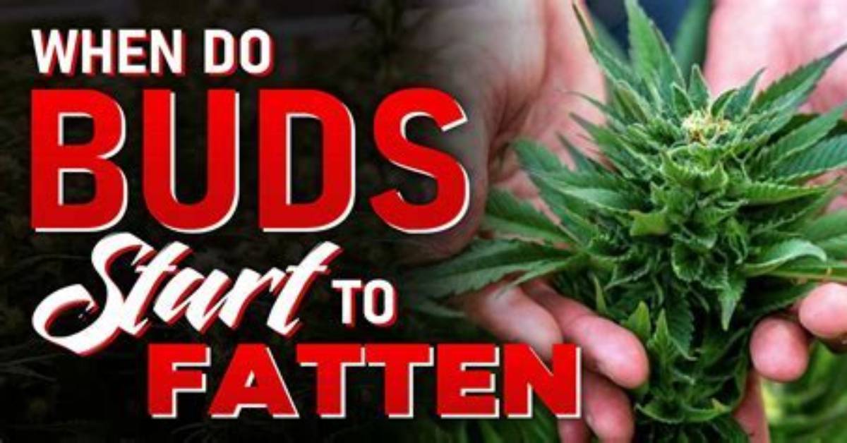 Will Buds Fatten up?
