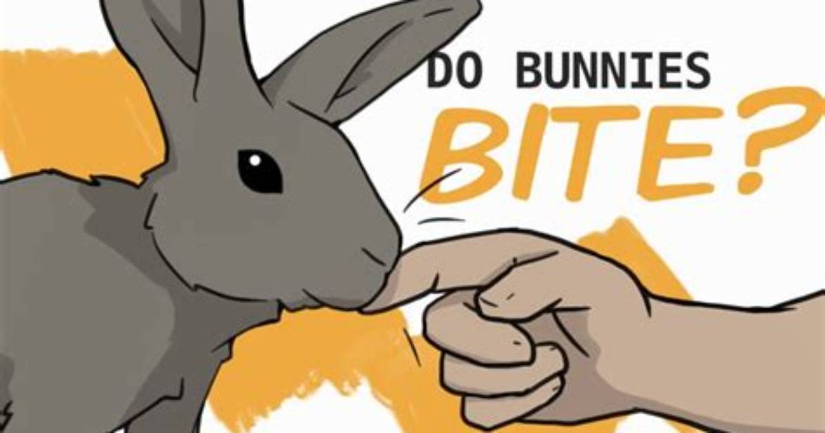 Will Bunnies Bite You?