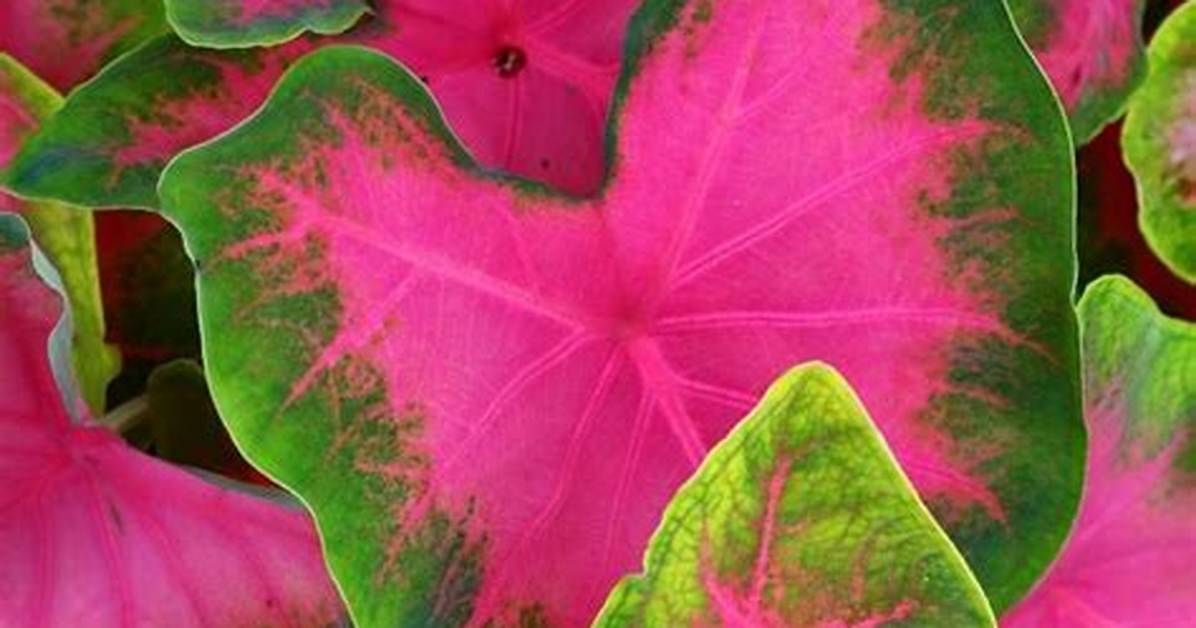 Will Caladiums Come Back?