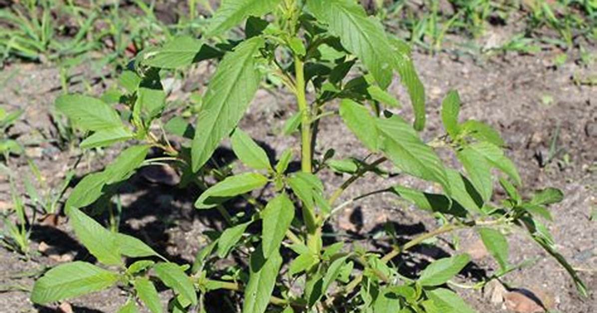 Will Callisto Kill Waterhemp?