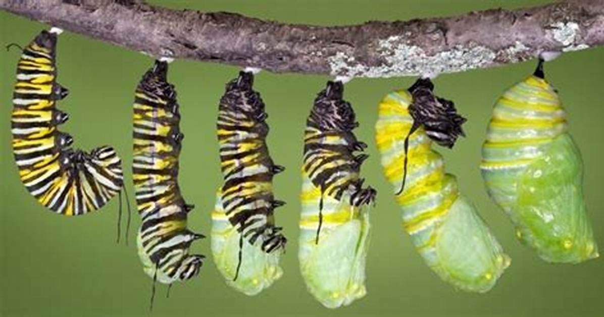 Will Caterpillars Make Cocoons?