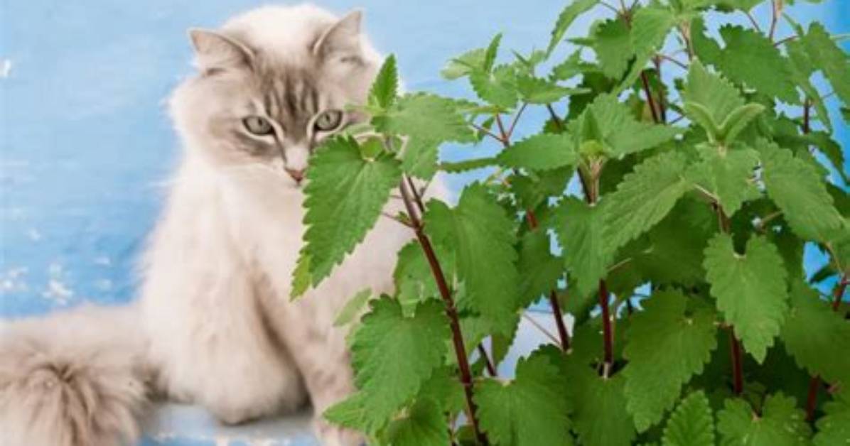 Will Catnip Keep Cats Away