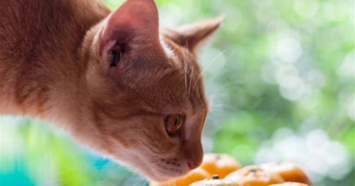 Will Cats Eat Mandarin Oranges?