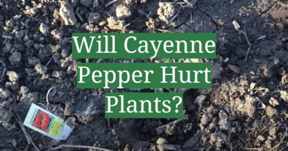 Will Cayenne Pepper Spray Hurt Plants