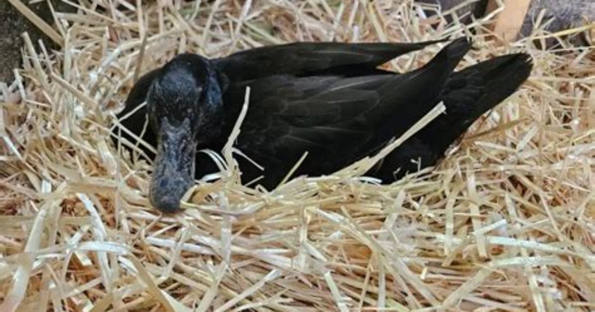 Will Cayugas Go Broody?