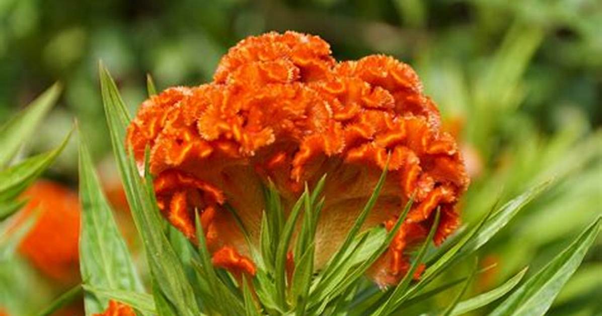 Will Celosia Reseed Itself