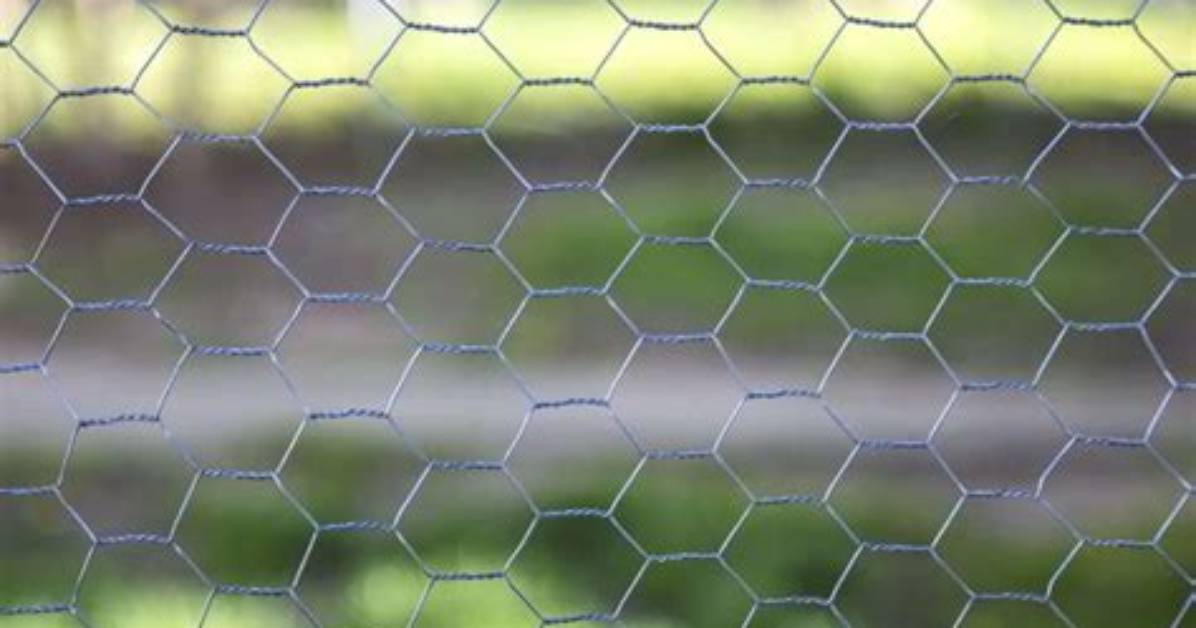 Will Chicken Wire Stop My Dog from Digging?