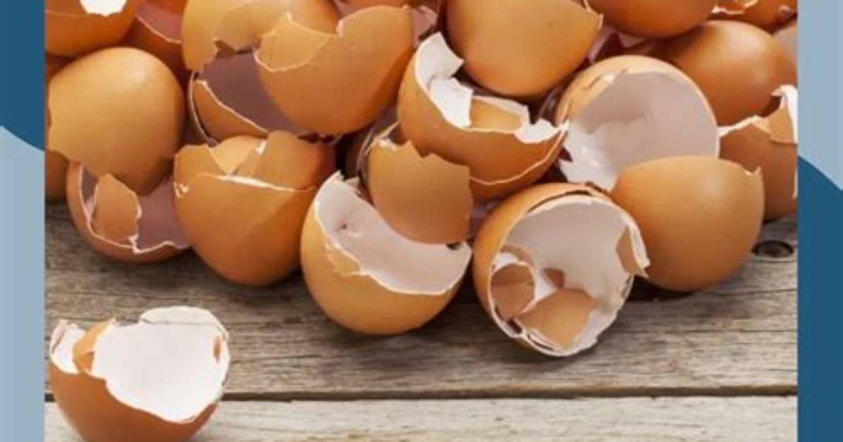 Will Chickens Eat Egg Shells?
