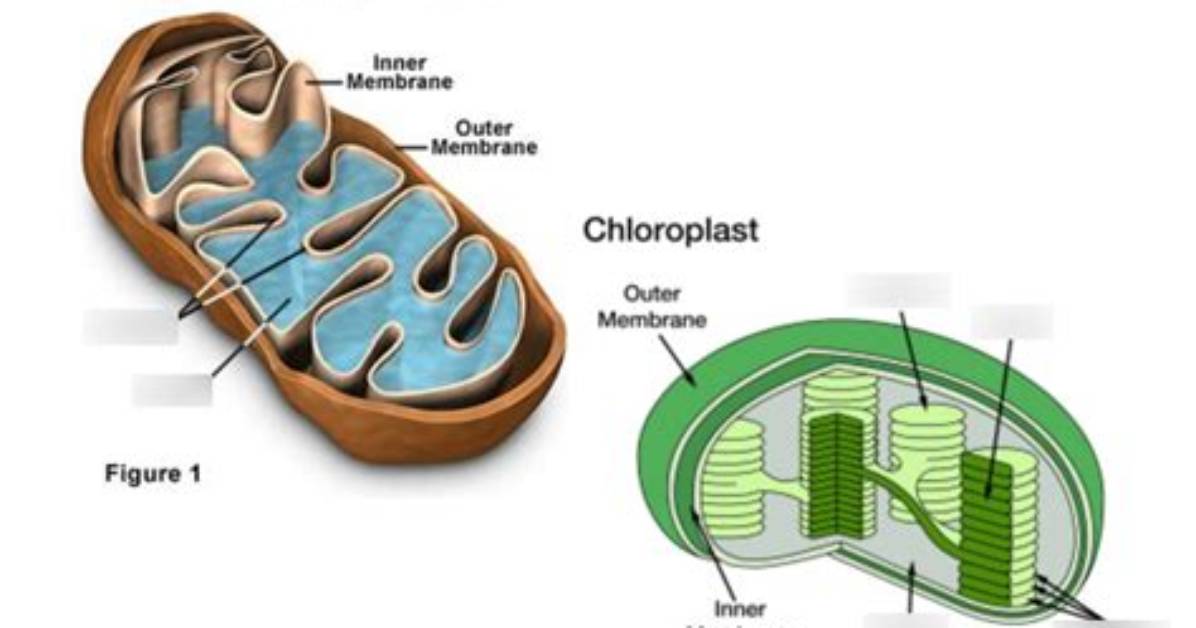 Will Chloroplasts Have Mitochondria?