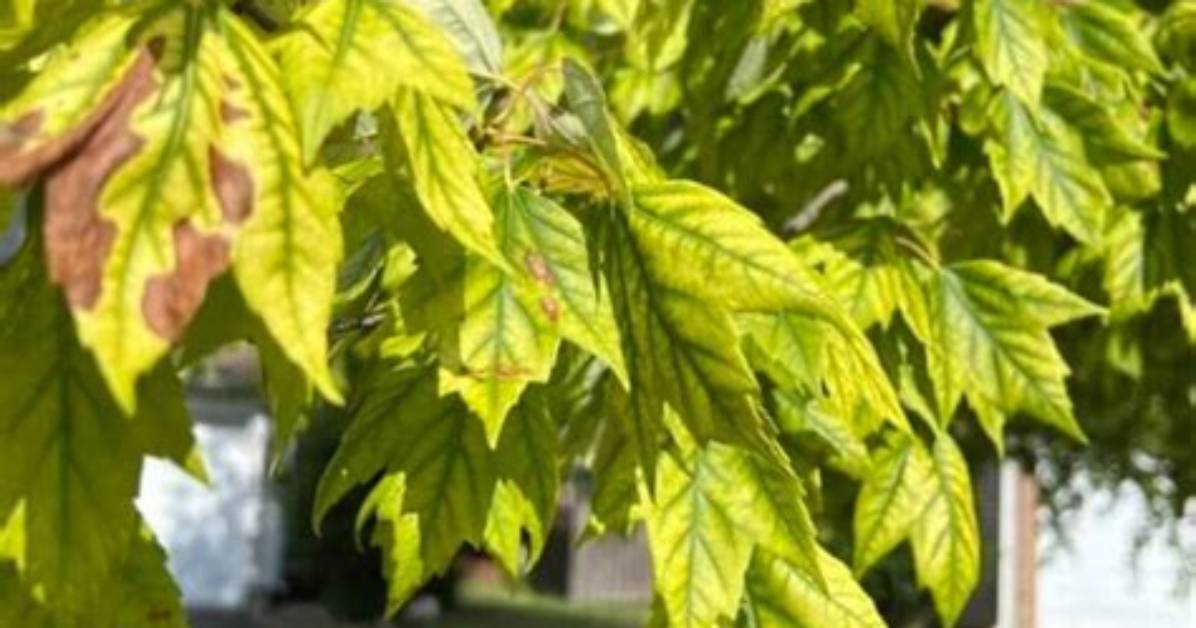 Will Chlorosis Kill My Tree?