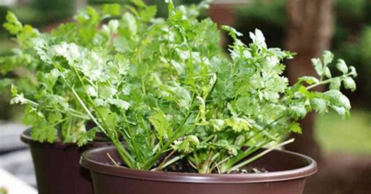Will Cilantro Grow Back After Cutting?