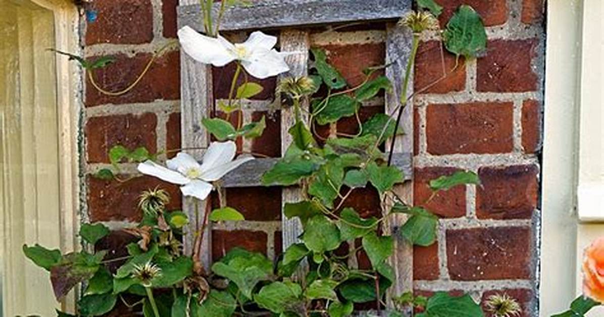 Will Clematis Climb Down?