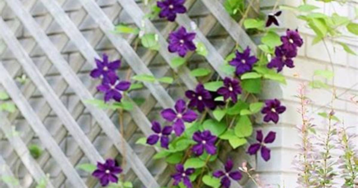 Will Clematis Grow up a Wall