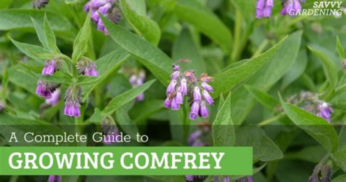 Will Comfrey Grow in Texas?