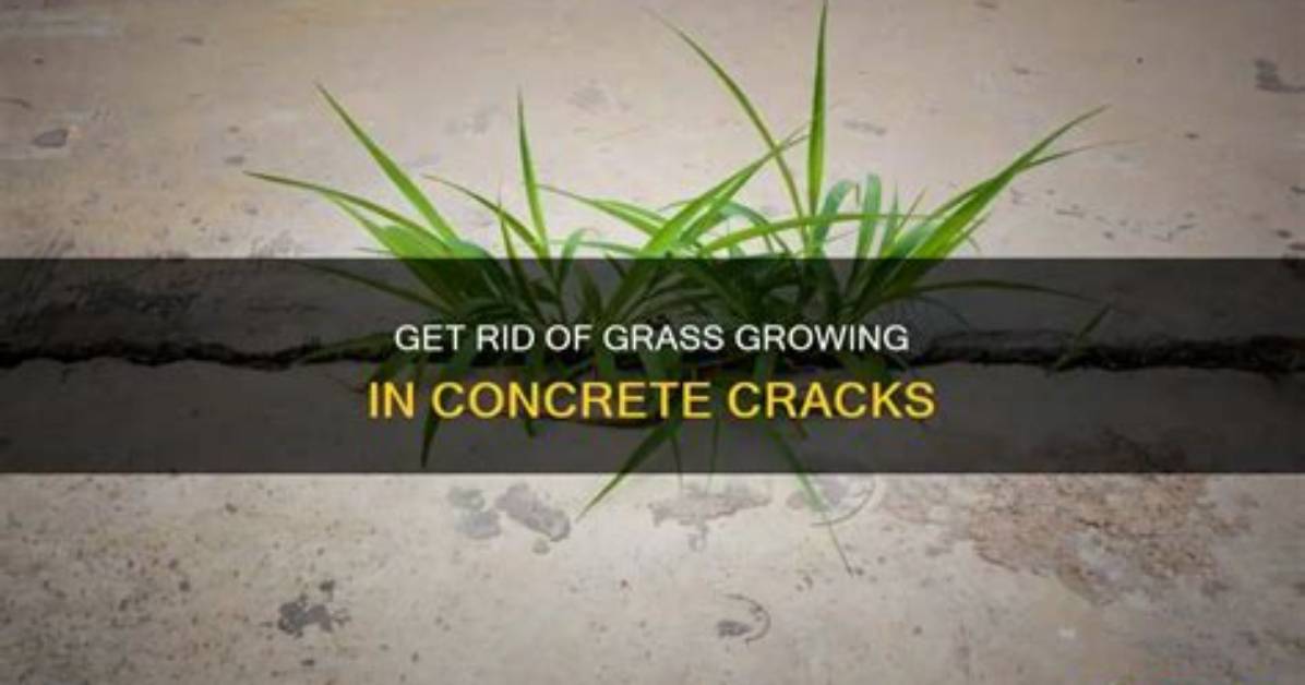 Will Concrete Etch a Kill Grass?
