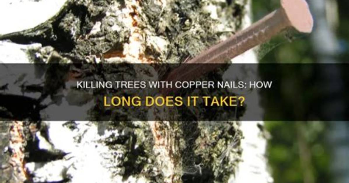 Will Copper Nails Kill a Tree?