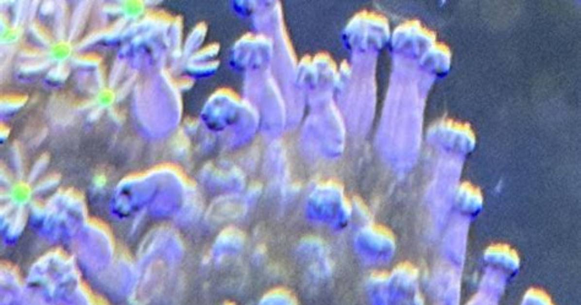 Will Coral Dip Kill Nudibranch?