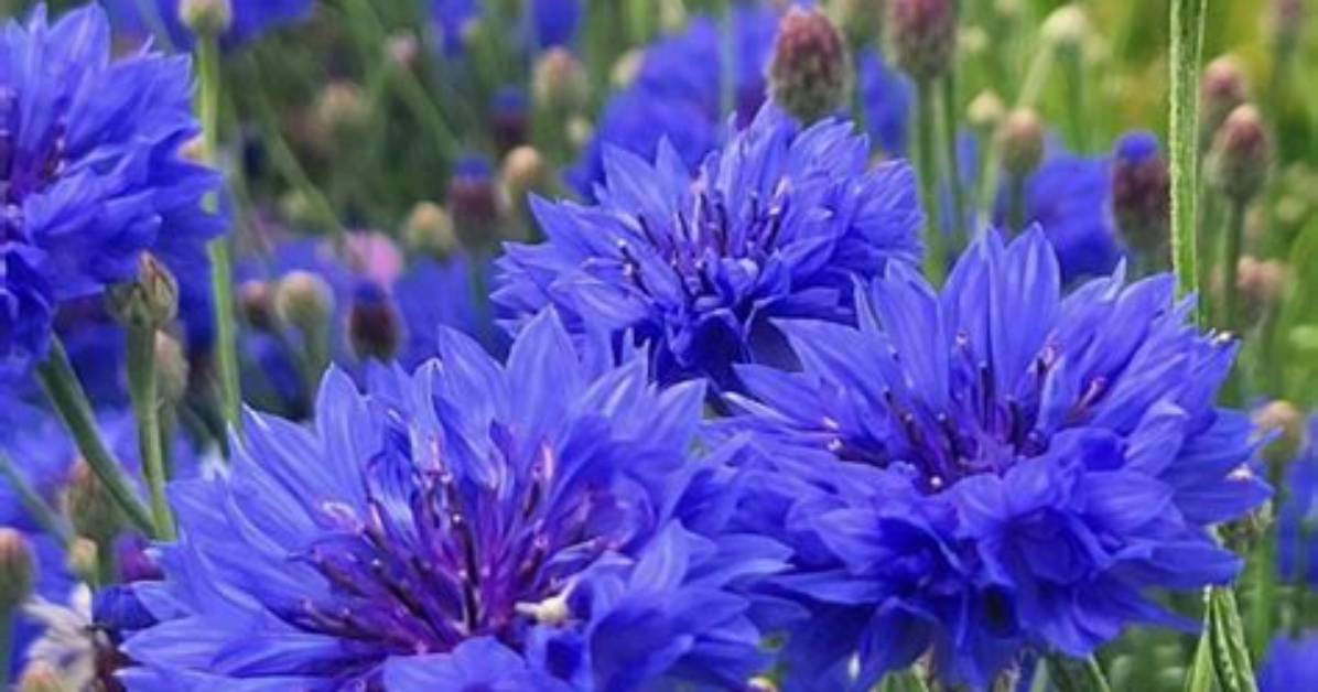Will Cornflowers Self Seed?