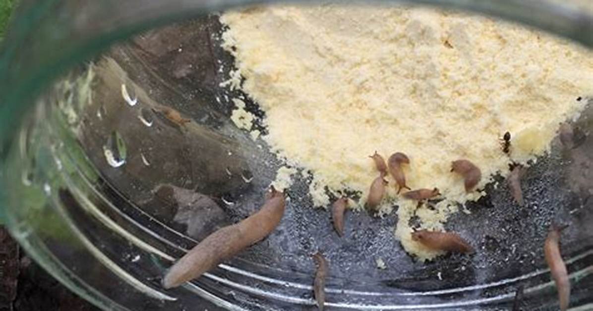 Will Cornmeal Kill Slugs?