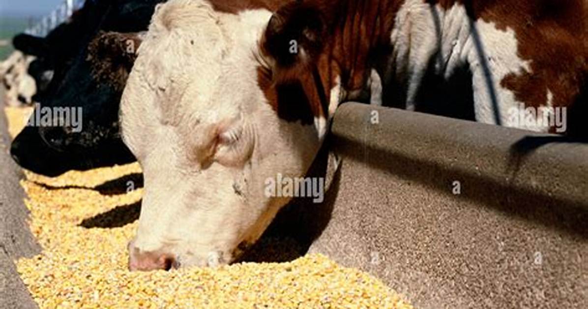 Will Cows Eat Corn Fodder?
