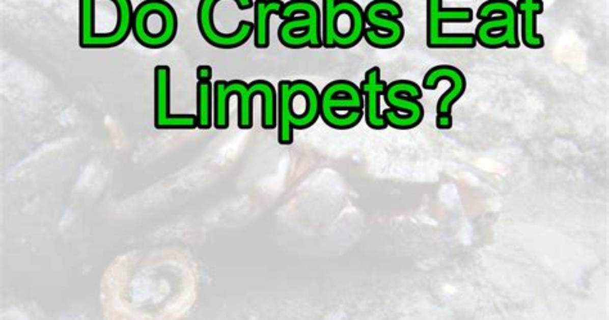 Will Crabs Eat Limpets?