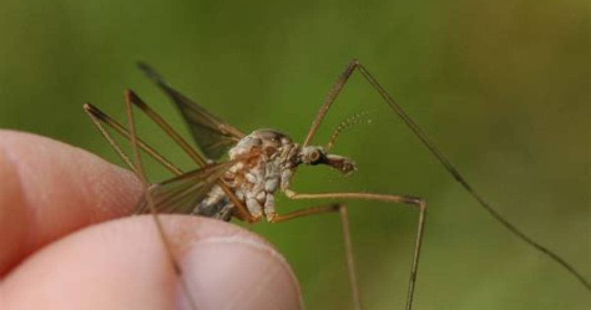 Will Crane Flies Bite?