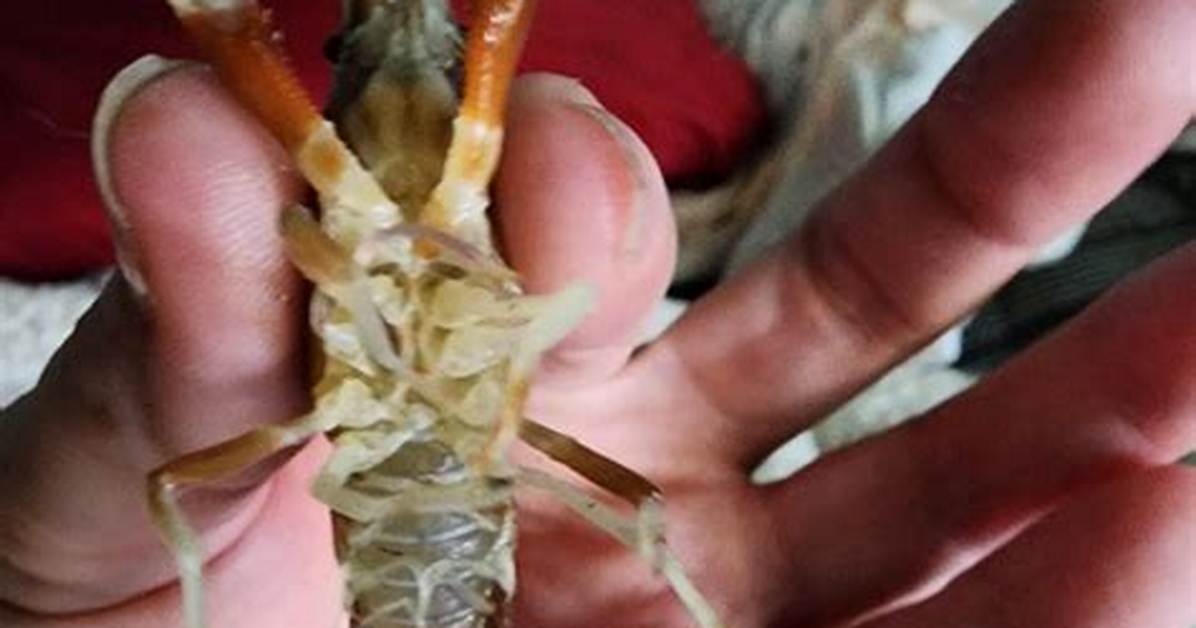 Will Crayfish Pinch You?